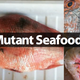 Image for article titled BP Oil Spill Aftermath: Eyeless Shrimp, Clawless Crabs and Fish with Oozing Sores